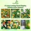 Outsidepride Sunrise Mix Thunbergia Black Eyed Susan Seeds - 100