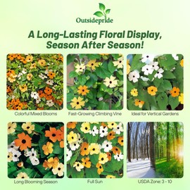 Outsidepride Sunrise Mix Thunbergia Black Eyed Susan Seeds - 100 Pcs Annual, Climbing Vine Flower Seeds for Planting Mixed Blooms for Low Maintenance Gardens, Containers, Trellis & Fences