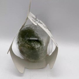 Christmas Glass Ornament Cymbi Orchid Grow Container DYI Product Of Holland 727