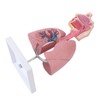 Respiratory System Model with Removable Heart Human Lung Anatomical Display