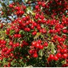 Palm Beach Medicinal Herbs - Chinese Hawthorn (Crataegus pinnatifida) - Packet of 3 Seeds
