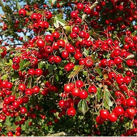 Palm Beach Medicinal Herbs - Chinese Hawthorn (Crataegus pinnatifida) - Packet of 3 Seeds