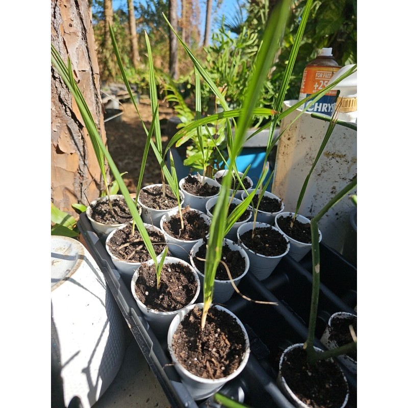 Unbranded Hardy Sabal Palm Tree Cabbage Palm Florida Grown Live