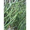 Pencil cactus plant | Milk Bush | Euphorbia tirucalli |