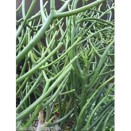 Pencil cactus plant | Milk Bush | Euphorbia tirucalli | 10 Succulent Cuttings