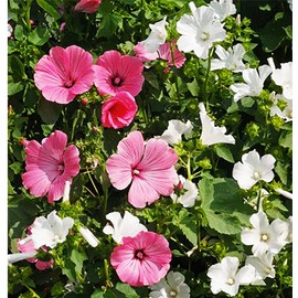 Tree Mallow Seeds - Long Blooming Period in All Zones - 1000 Seeds