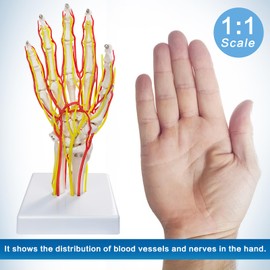 MediTrainer Hand Artery Model, Hand Model, Life-Size Hand Skeleton Model with Arteries - Detailed Anatomy for Medical Research and Patient Education