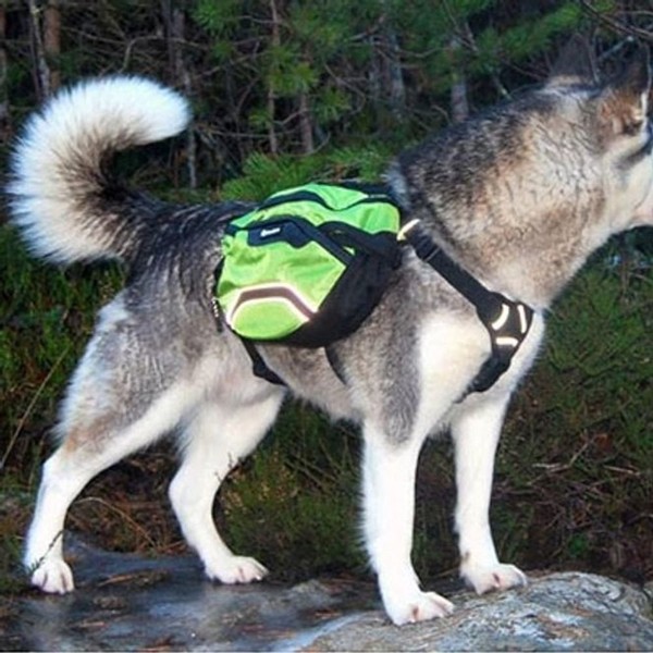 dbbz dog backpack walking outing luggage bag carrier large, green / dbbz 강아지 백팩 산책 외출 짐 가방 캐리어 라지, 그린