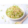 Food to Live Alfalfa Seeds for Sprouting, 1 Pound –