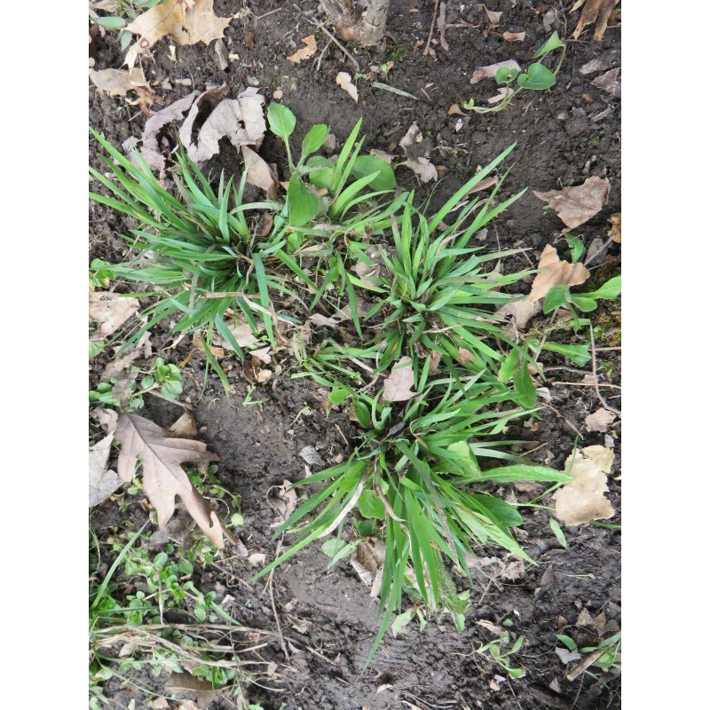 Blue Eye Grass Wild Flower Plants Qty 2 ( Sisyrinchium