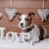 ARING PET Valentine's Dog Collar-Cute Black Heart Collars for Dogs,