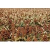 10 Lb. Milo Grain Sorghum Wildlife Seed Forage Food Plot Seed Waterfowl Ducks Geese Dove