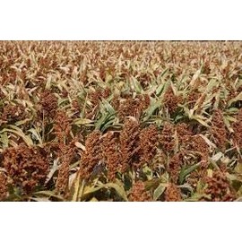 10 Lb. Milo Grain Sorghum Wildlife Seed Forage Food Plot Seed Waterfowl Ducks Geese Dove