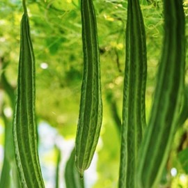 TomorrowSeeds - Bonanza Angled Luffa Gourd Seeds - 60+ Count - for 2025 Planting Ridged Angled Gourds Asian Melon Loofah Calabash Chinese Sponge Green Bitter Squash USA Grow Your Own Home Farm Patio