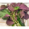 Seed-Top 200 Purple Shiso Seeds Perilla frutescens, Asian Culinary Chinese