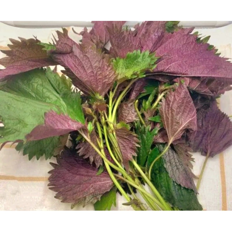 Seed-Top 200 Purple Shiso Seeds Perilla frutescens, Asian Culinary Chinese