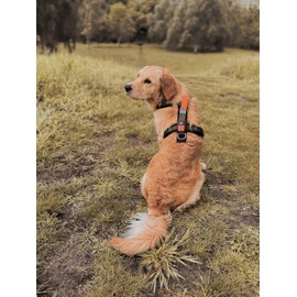 Wowwow Innovative Dog Harness with Integrated Lead, Adjustable Size, up to 150 kg Tensile Force, Neoprene Padded, 60 cm Lead, For Safe and Comfortable Walking