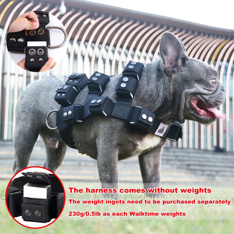 Black Dog Harness