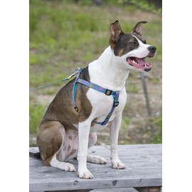 LupinePet Originals 3/4" Wet Paint 20-30" Step In Harness for Medium Dogs