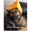 German Shepard -"I'm a Cheesehead Baby" Refrigerator Magnet
