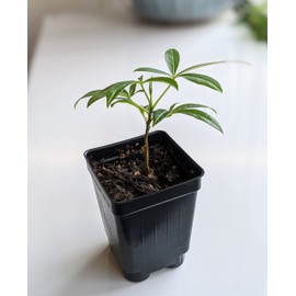 Bonsai Tree Starter Seedling Live Caudex Plant (Adansonia Gregorii Australian Boab/Baobab)