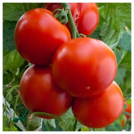 Southeast Seeds Floridade Tomato Seeds, NON-GMO, Heirloom, Determinate, Hot/Humid, FREE SHIP - 200 Seeds