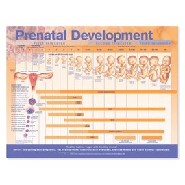 Prenatal Fetal Development Chart