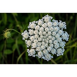 Queen Anne's Lace Seeds for Planting - 250 Seeds - Made in USA, Ships from Iowa. Rare and Hard to Find