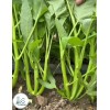 KS 200+ pcs TRIPLE-STEM WATER SPINACH SEEDS, Ong Choy, Kangkong,