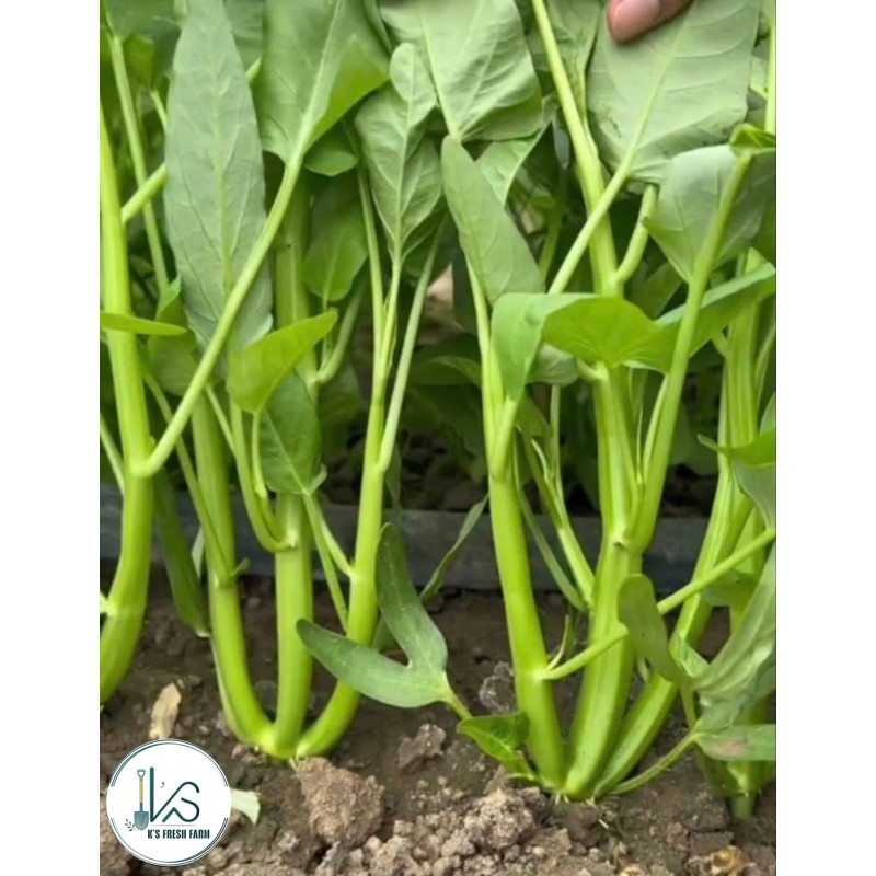 KS 200+ pcs TRIPLE-STEM WATER SPINACH SEEDS, Ong Choy, Kangkong,