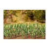 Faller F181250 all - Piante di Mais