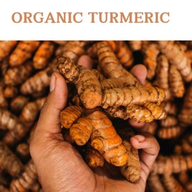 Fresh Turmeric Root for Cooking, Juicing, and Tea by Nine Shani (3 lb)