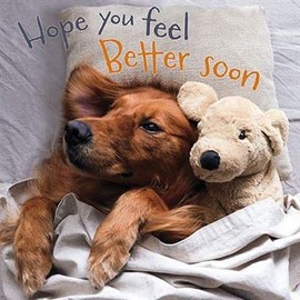 Get Well Card - Feel Better Soon Dog and Teddy Bear in Bed - Eco-Friendly and Recyclable - by Darkroom