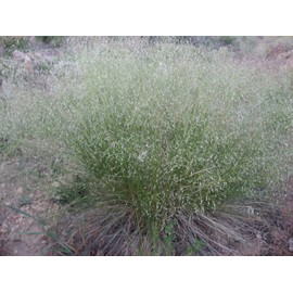 2,000 Indian Rice Grass Seeds 7 Grams Ornamental Native Montina Seeds