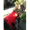Mynwood Cat Jacket/Harness Red Fleece Kitten up to 8month