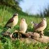 Goebel Bird of the Year 2023 Pair of Brownthroat Figurine