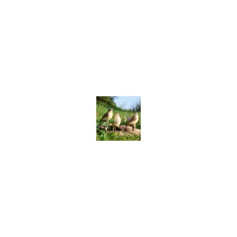 Goebel Bird of the Year 2023 Pair of Brownthroat Figurine