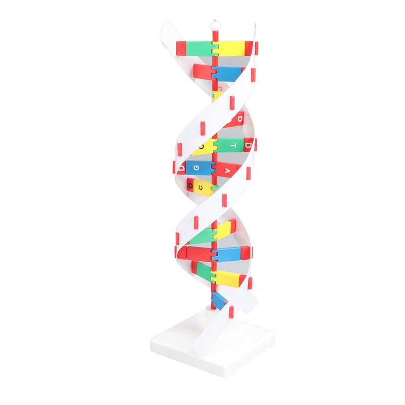 DNA Structure Model Colorful Double Spiral Assemble Model Science Educational
