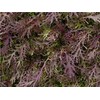 500 Mizuna Red Leaf Mustard Seeds for Planting Heirloom Non