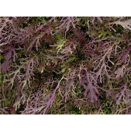 500 Mizuna Red Leaf Mustard Seeds for Planting Heirloom Non GMO 1+ Grams Garden Vegetable Bulk Survival Microgreems Mustard Sprouts