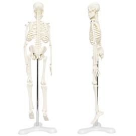 monolife Human Body Skeleton Model Skeletal Specimen Operation, Upright, Stand, Teaching Material, 17.7 inches (45 cm), 1/4 Model (White, Pedestal, Three Legs)
