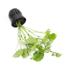 SubstrateSource Live Aquarium Stem Plants - Freshwater Aquatic Plant for Fish Tanks, Aquascaping - (Hydrocotyle Leucocephala Variegated, Pot)