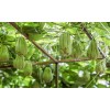 Chayote Plant With Pot 8” Live Plant Ready To Plant