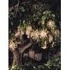 2 pcs 8" - 10" Cuttings Queen of The Night