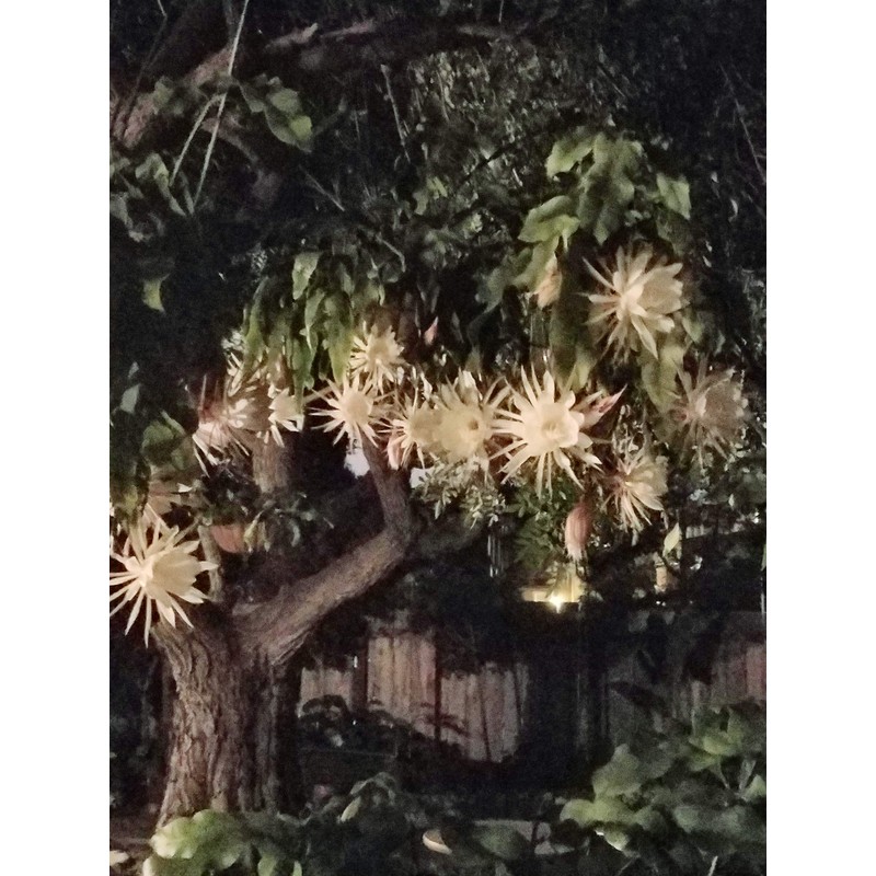 2 pcs 8" - 10" Cuttings Queen of The Night
