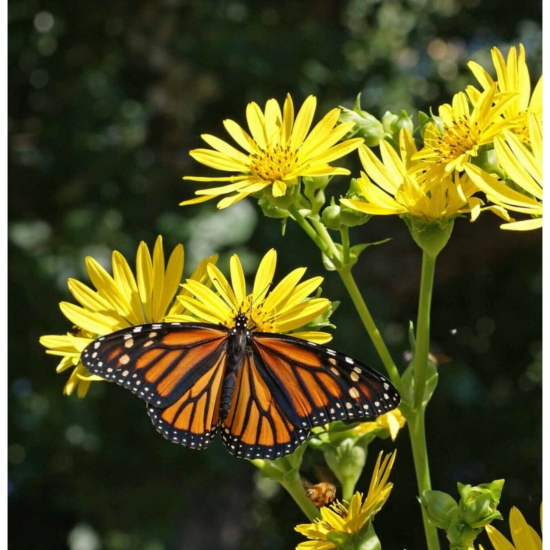 50 Cup Plant Silphium perfoliatum Flower Seeds - Beautiful! Sunflower