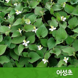 Detailed page [2+1] Umji King Power Cream 150ml Korean Houttuynia cordata natural herbal joint cream for hot and cold sensations / [2+1] 후끈후끈 열감 엄지왕 파워크림 150ml 국산어성초 천연약초 관절크림
