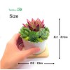 Succulent Plants, Ready to Hang in a White Pottery Pot,