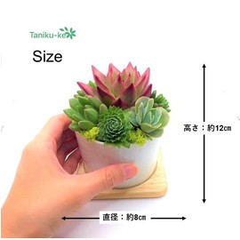 Succulent Plants, Ready to Hang in a White Pottery Pot, Bottom Hole, Thick and Cute Succulent Planting, Gift Present, Bouquet, School Entrance Ceremony, Ceremony, Gift