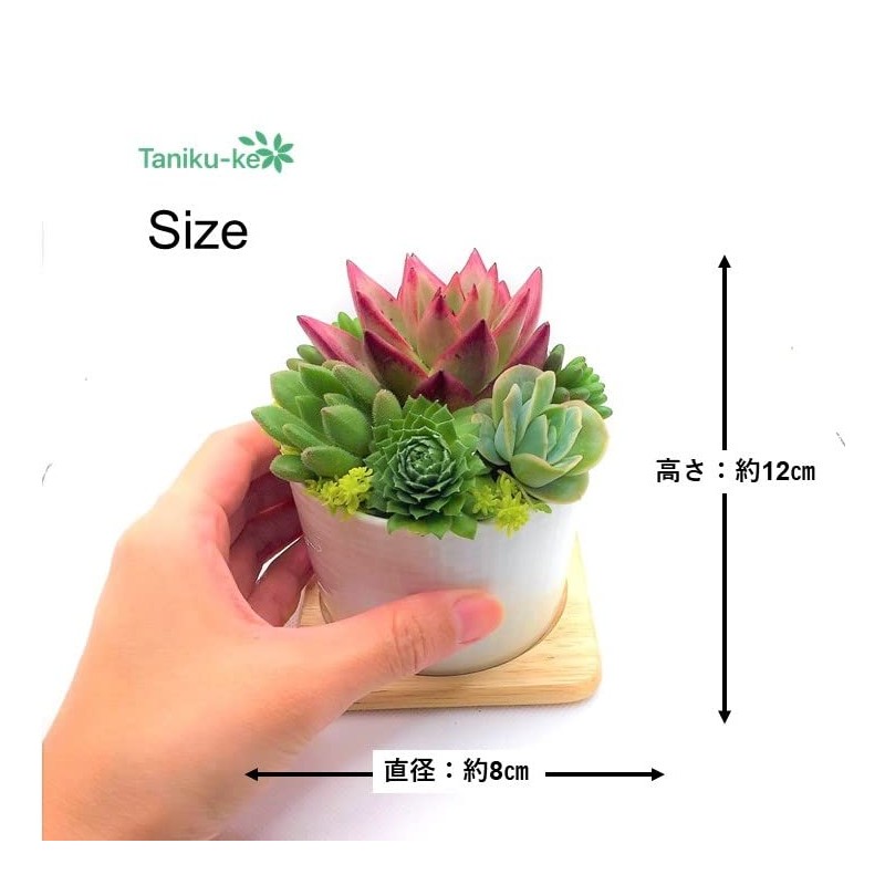Succulent Plants, Ready to Hang in a White Pottery Pot,